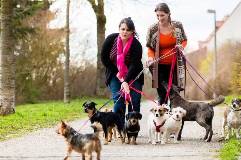How to Make Money As A Pet Sitter
